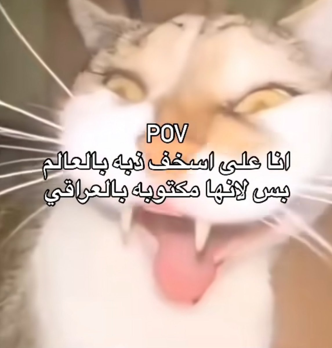 BWH_007's tweet photo. جلجلينه جولي؟ https://t.co/bZYWXZWkVo