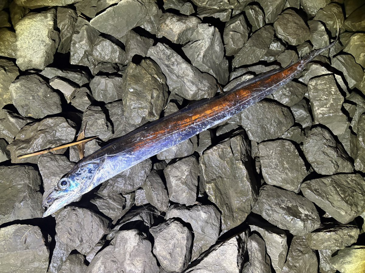 リュウグウノツカイ 太刀魚