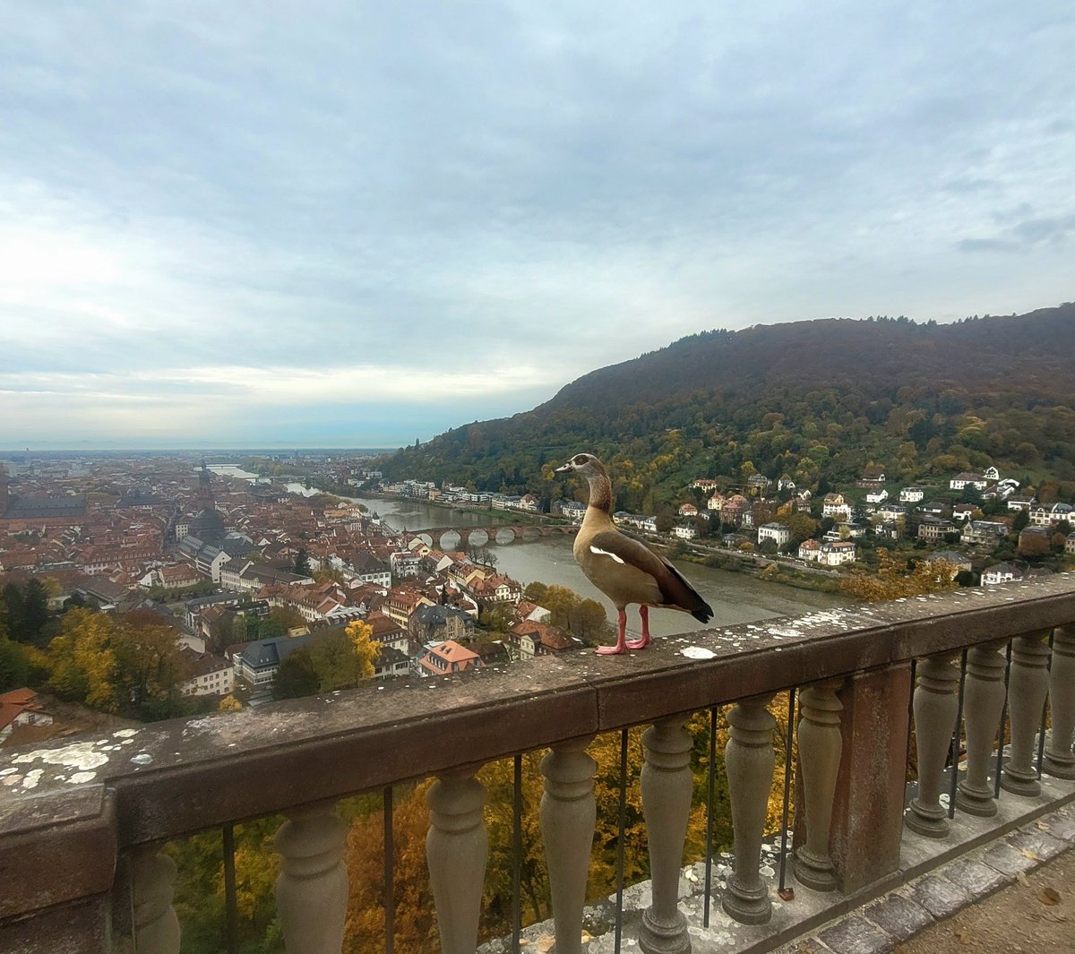oagambav's tweet photo. 🦆🇩🇪 Heidelberg https://t.co/LOv6j5zYAg