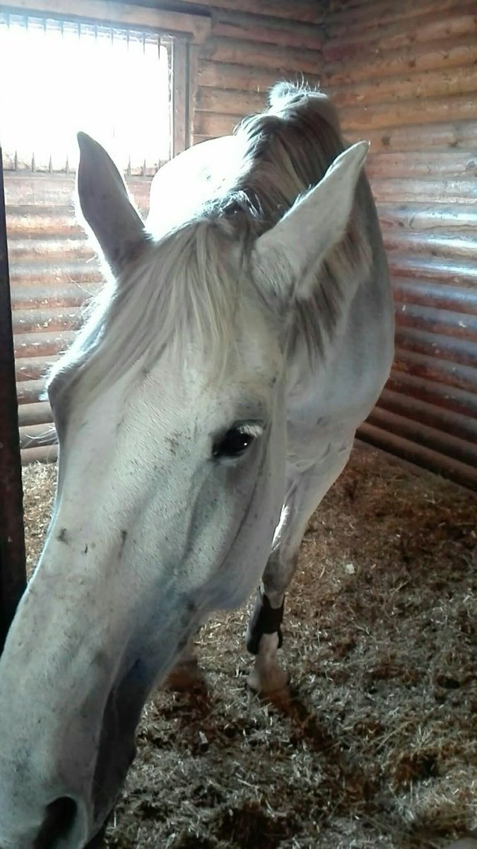 CommanderNeigh's tweet image. Papa dearest photographed me while feeding me apples! This is what life is about, I believe. Love and apples. The times between between missions are truly the best! 🐎