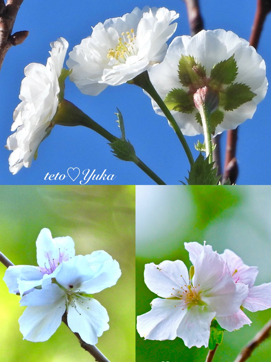 Nature Plants_hana_ Community on X - 218 Members