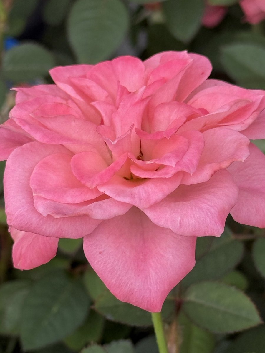 ヨッシー (@AOGSDkw5Qmr1X51) / Posts / X