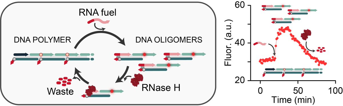 Erica Del Grosso tweet media