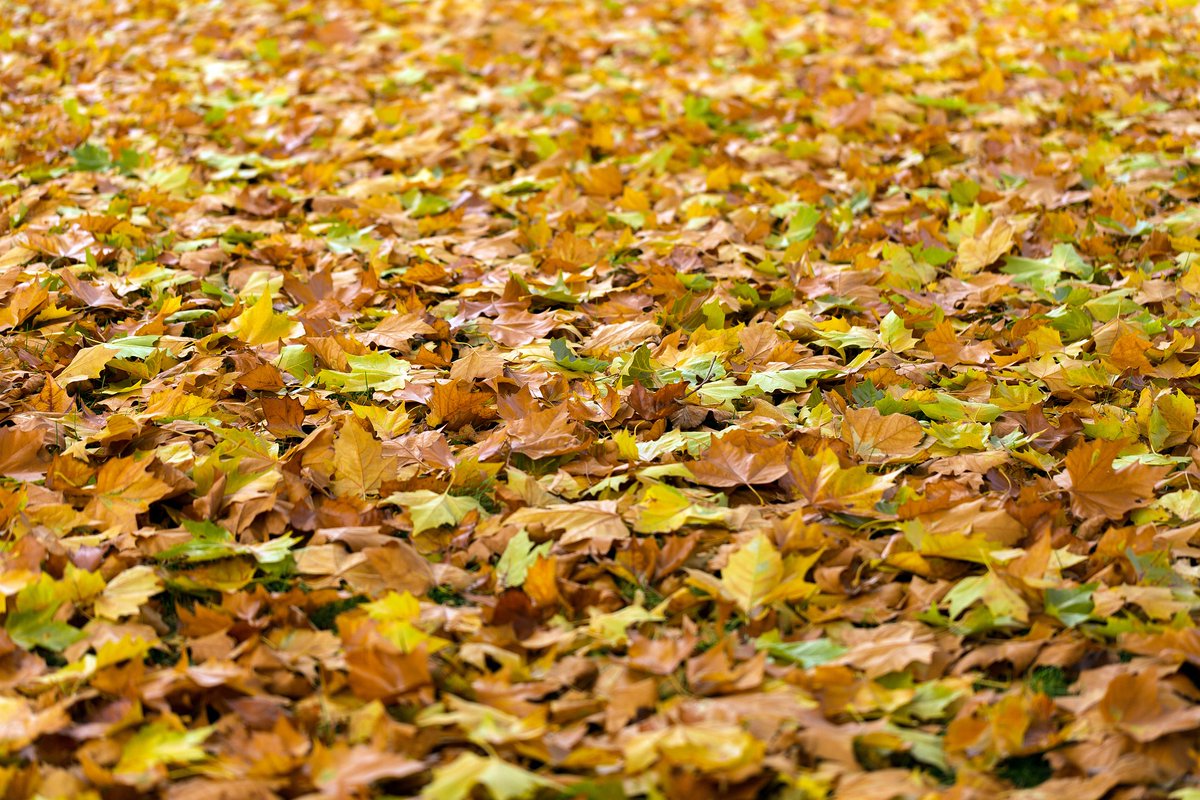The City of Columbia maintains Yard Waste Drop-off Centers for disposal of grass clippings, leaves and brush. 
Open 7 days a week - dawn to dusk
- Parkside Dr – between Cosmo Park and Creasy Springs Rd
- Capen Park – along Rock Quarry Rd near Stadium Blvd
como.gov/utilities/colu…