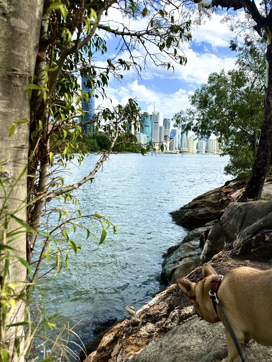 WolframJoy's tweet image. Dog: Is that a mini dinosaur?
Lizard: Is that a weird kangaroo?
#Brisbane #Australia