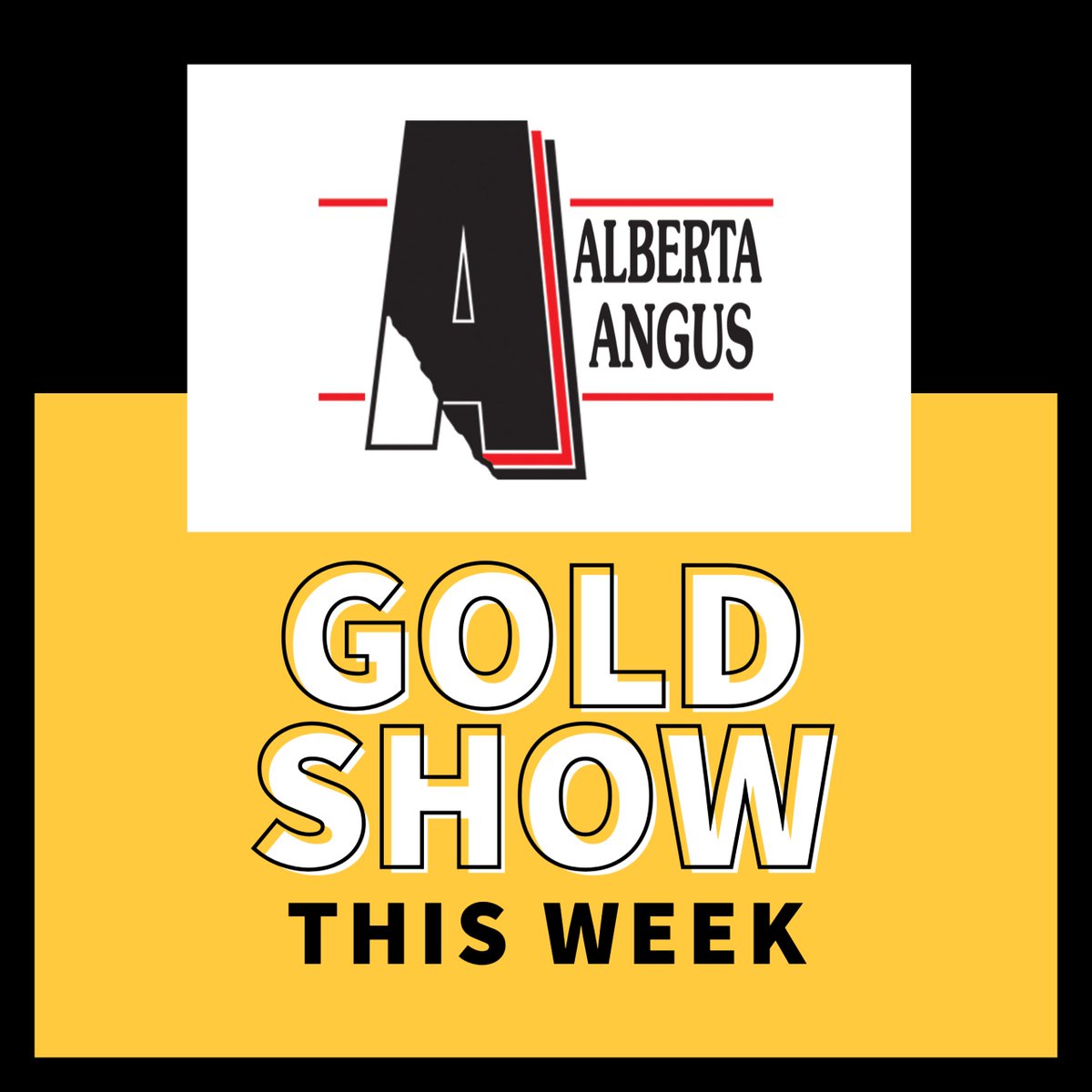 Alberta Angus Association is hosting a Gold Show at Farmfair International on November 5-8 in Edmonton, AB. #cdnangus Gold Show results will be posted once available at  cdnangus.ca/buyers-sellers…