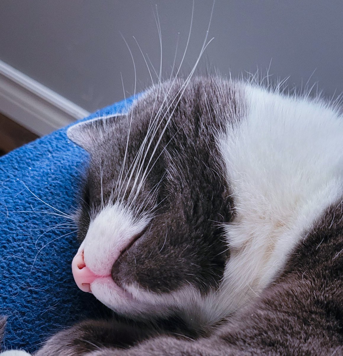 Posting my cat sleeping to lighten up your TL. Hope this helps 🙂