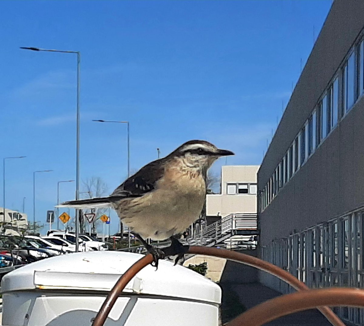 Lopezlaila1's tweet photo. #Mimus saturninus #Calandria https://t.co/6Bcl8V6uoI
