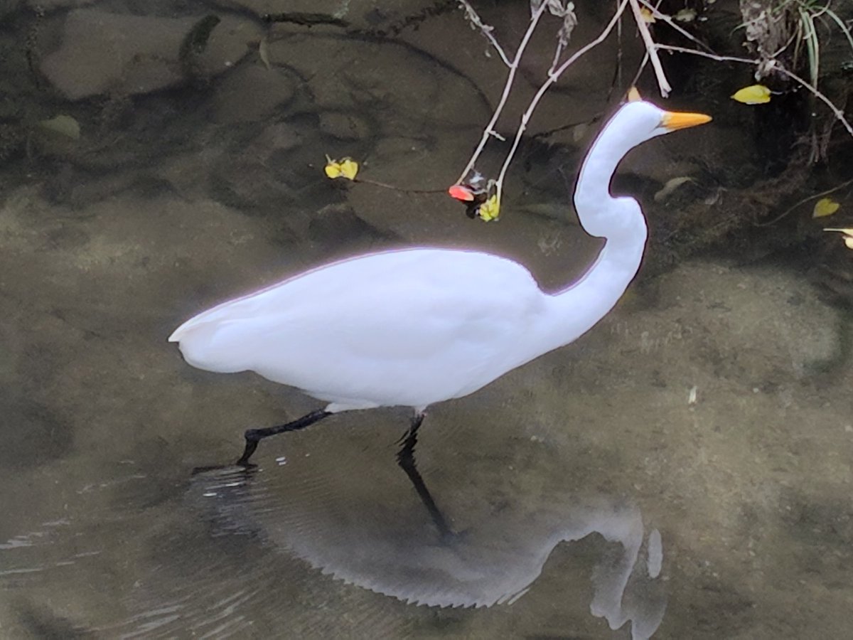 simoitouzu's tweet image. シロサギさんまたまた登場😆
悠然と松原川の真ん中歩いてます
ハトも来てくれました🙂🙂🙂
#シロサギ
#ハト
#松原川