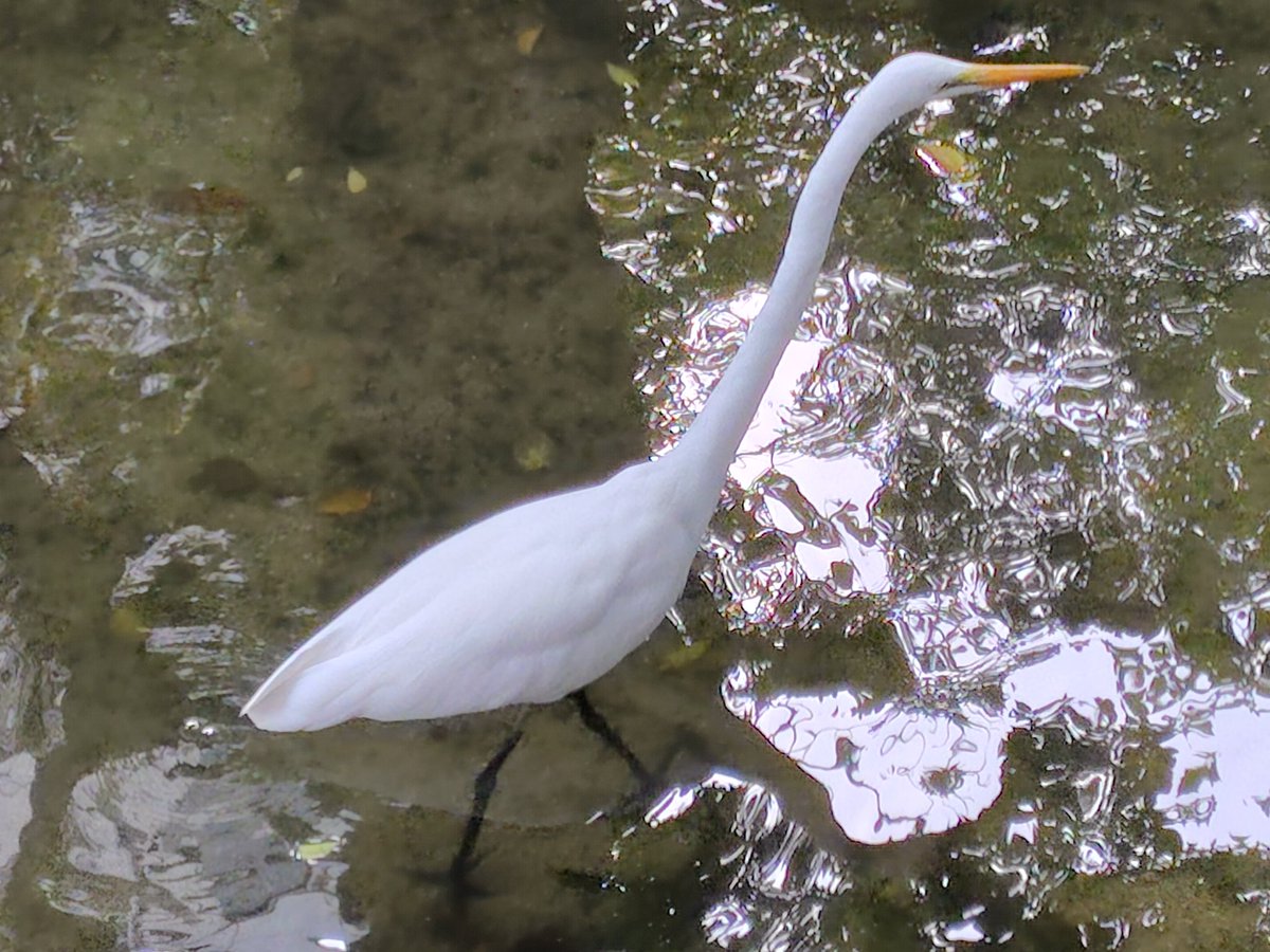 simoitouzu's tweet image. シロサギさんまたまた登場😆
悠然と松原川の真ん中歩いてます
ハトも来てくれました🙂🙂🙂
#シロサギ
#ハト
#松原川