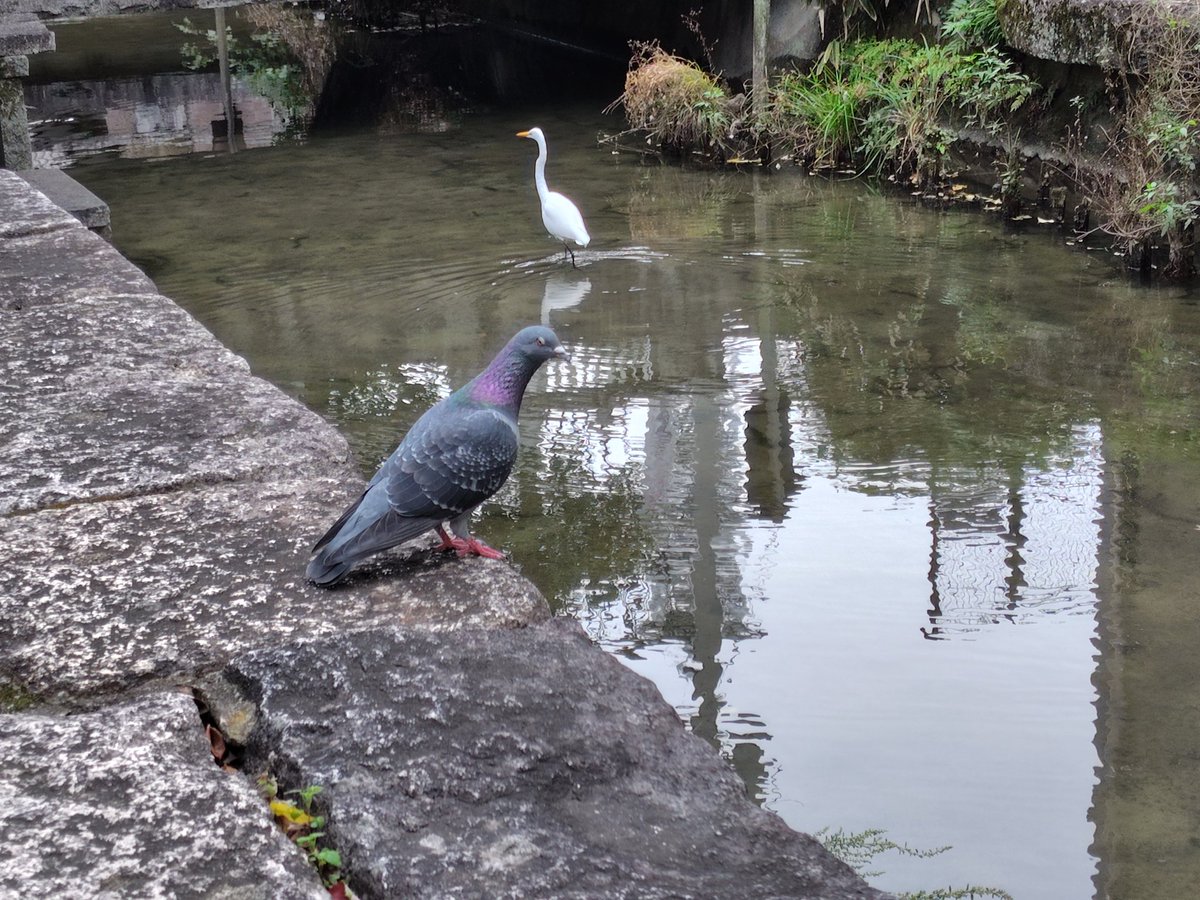 simoitouzu's tweet image. シロサギさんまたまた登場😆
悠然と松原川の真ん中歩いてます
ハトも来てくれました🙂🙂🙂
#シロサギ
#ハト
#松原川