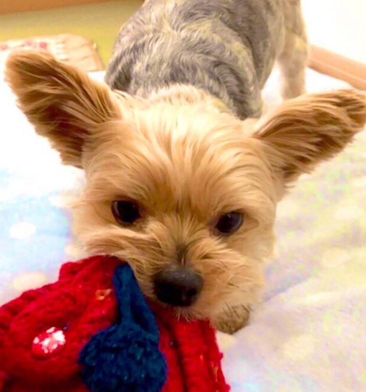 パパさま！ ダイムラーさん #中央観光バス #ZIPANG #ダイムラー #ゴールド