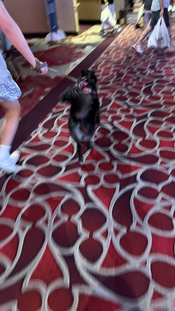 DogsofVegas's tweet image. #DogsofVegas