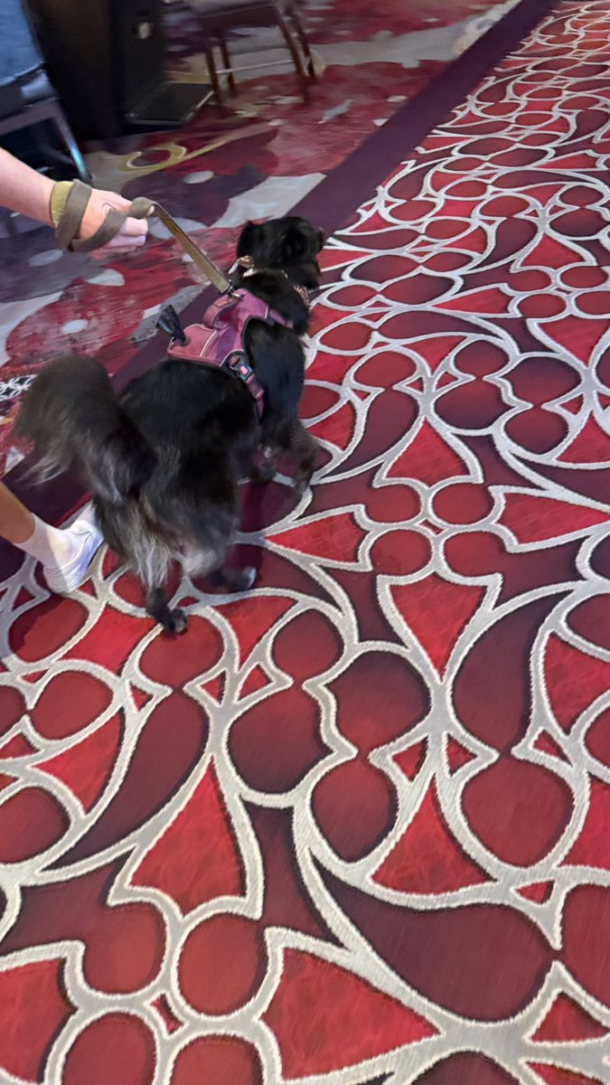 DogsofVegas's tweet image. #DogsofVegas