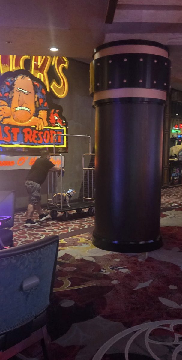 DogsofVegas's tweet image. #DogsofVegas