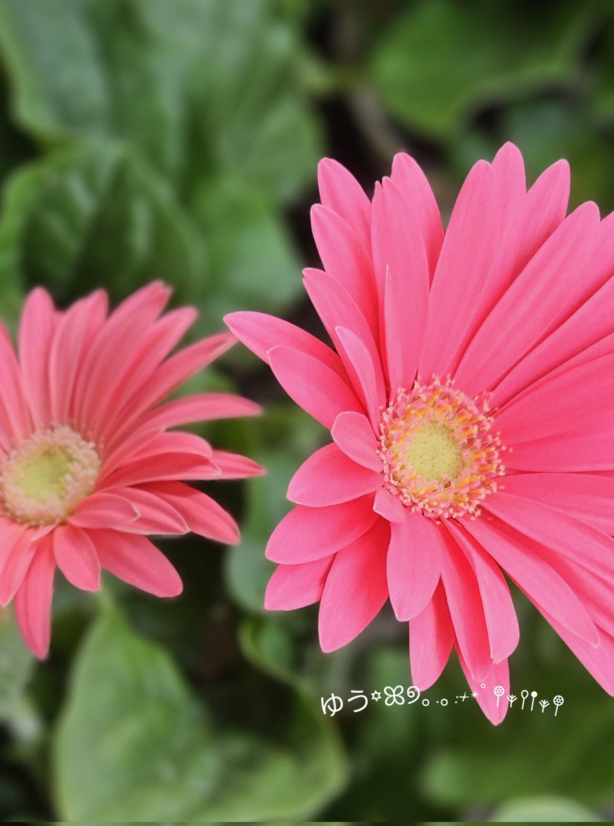 ゆう꙳ꕤ୭｡.｡:+*ﾟ𖤣𖥧𖥣𖡡𖥧𖤣 on X