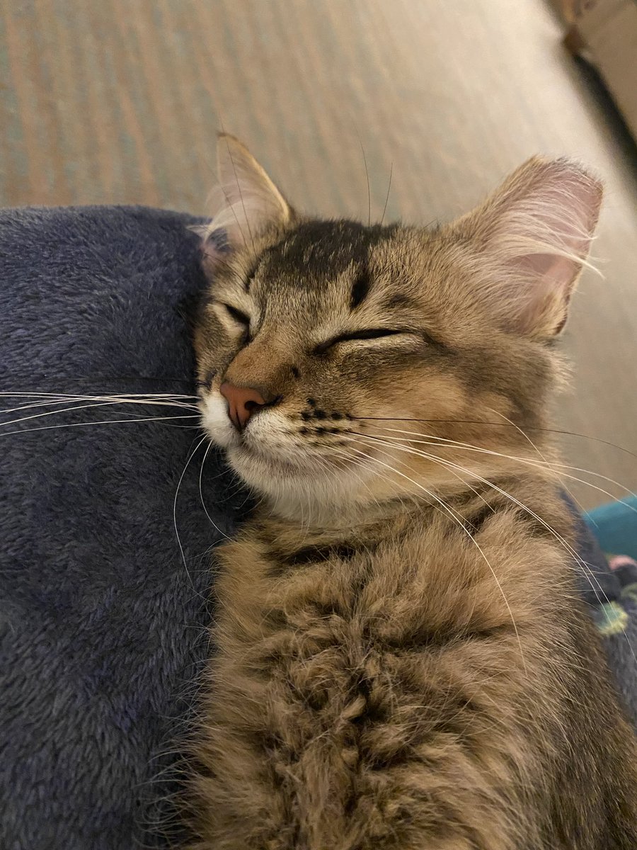 TheOneAbsolute's tweet image. Kaia was a community cat that I trapped, got fixed, and planned on re-releasing, but she was too sweet and snuggly, so I decided to take her in. She has been a true blessing in my life and I’m very grateful for her and her snuggles. Welcome, Kaia Pavlina! ✨😽💕✨