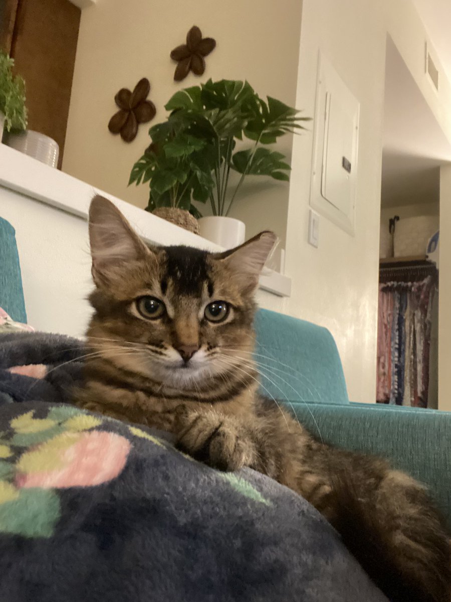 TheOneAbsolute's tweet image. Kaia was a community cat that I trapped, got fixed, and planned on re-releasing, but she was too sweet and snuggly, so I decided to take her in. She has been a true blessing in my life and I’m very grateful for her and her snuggles. Welcome, Kaia Pavlina! ✨😽💕✨