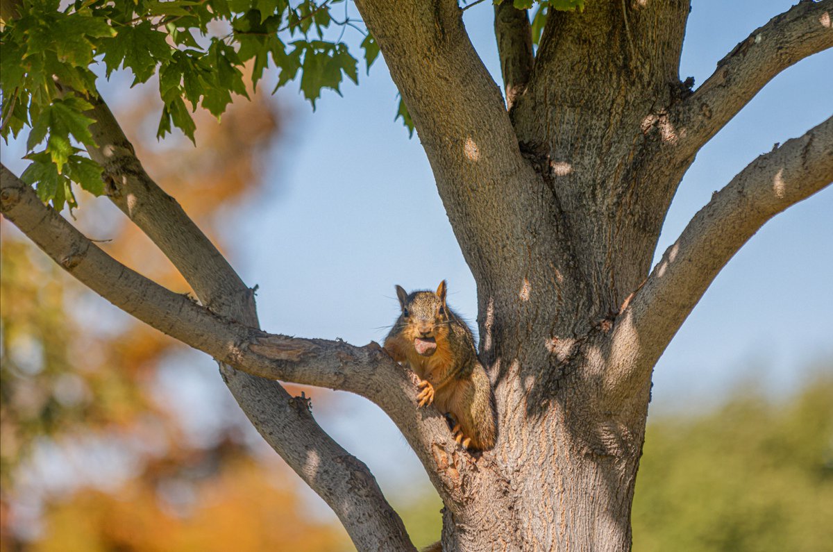 Mount Mercy University tweet media