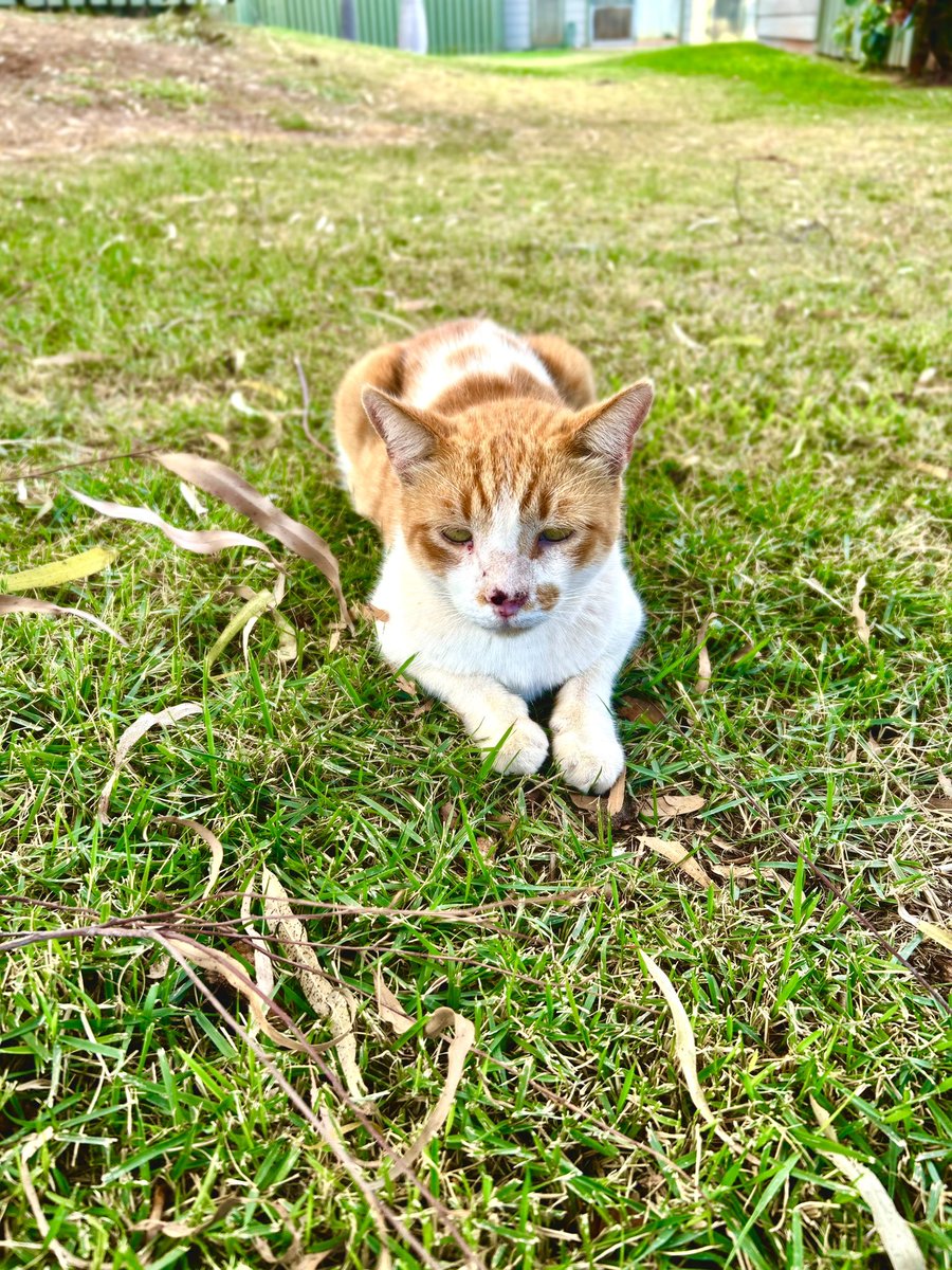 Matt_Ironstone's tweet photo. Iโm laser focused on my #Hedgewatch today!
#CatsOfHawaii #FIVCatsClub #rescuecat #kittyloafmonday https://t.co/rGsMKGfLQD