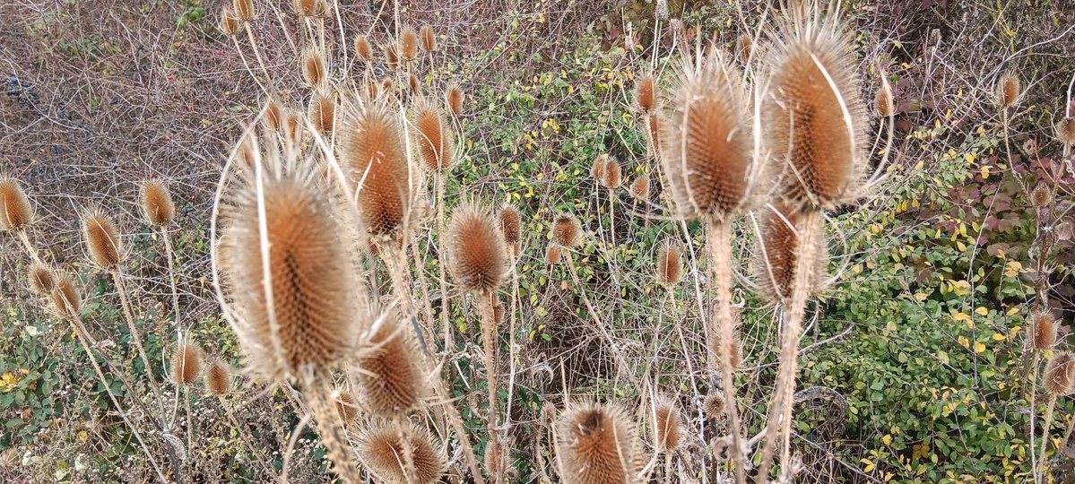 Walked about four miles to Newhaven. Still impressed my 88 year old Mum can do this. Brilliant day!