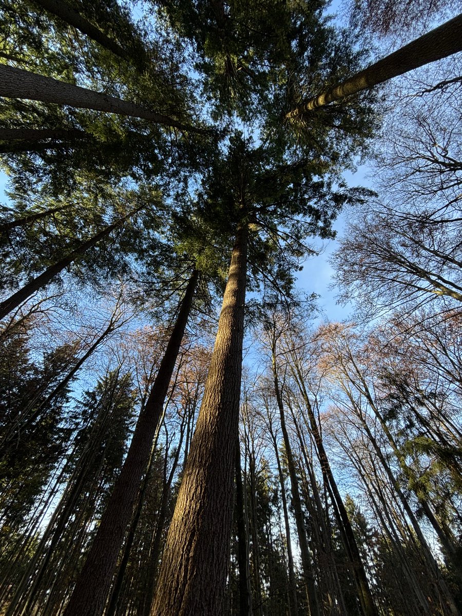 williamrworsley's tweet image. A really interesting visit to look at the Bavarian State Forest and their continuous cover forestry. So much to learn and so good to share ideas on good forest management #bavaria #forests #germany