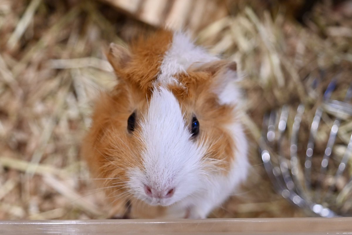 モモンガももちゃん on X