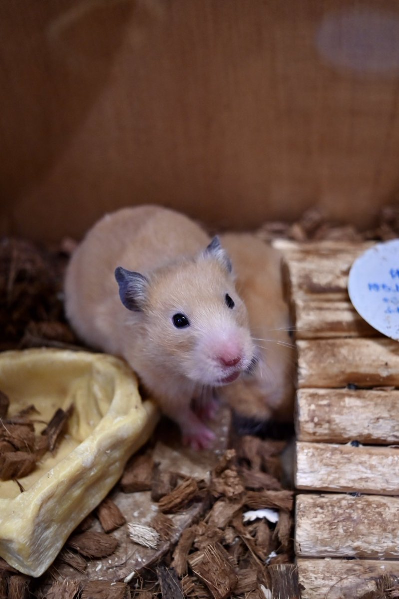 もももページ J205001 Long V-neck Jade Chiffon MOB Dress with Slit