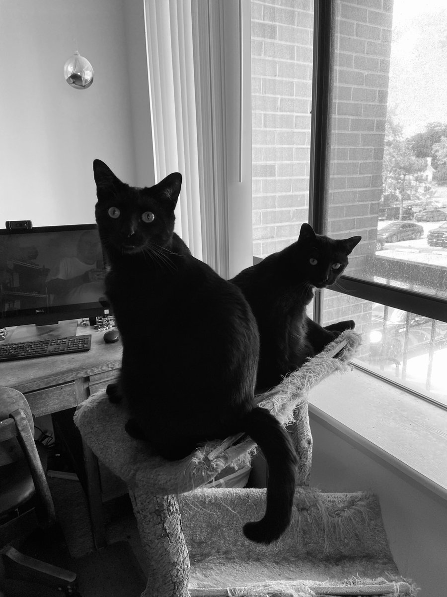 david_ruper's tweet photo. @weirdlilguys Both of mine are pretty dumb. They are adorable with their little vacant stares. No plotting going on though. https://t.co/Aa0caJPzHx