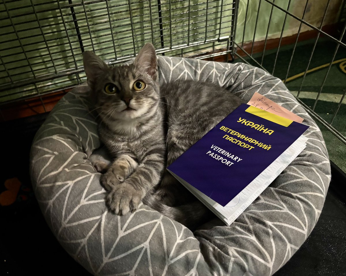 wowcats_ua's tweet image. Сумне вечірнє. Жодних варіантів для цієї дівчинки. А вона сидить тихо, не розкидає наповнювач, навіть їсти не просить. Ніжна, акуратна, тендітна. Але для більшості це «звичайна, не той окрас». Світ людиськ жорстокий…

Айстра – котодитина, яку вночі викинули у клумбу 
Має…