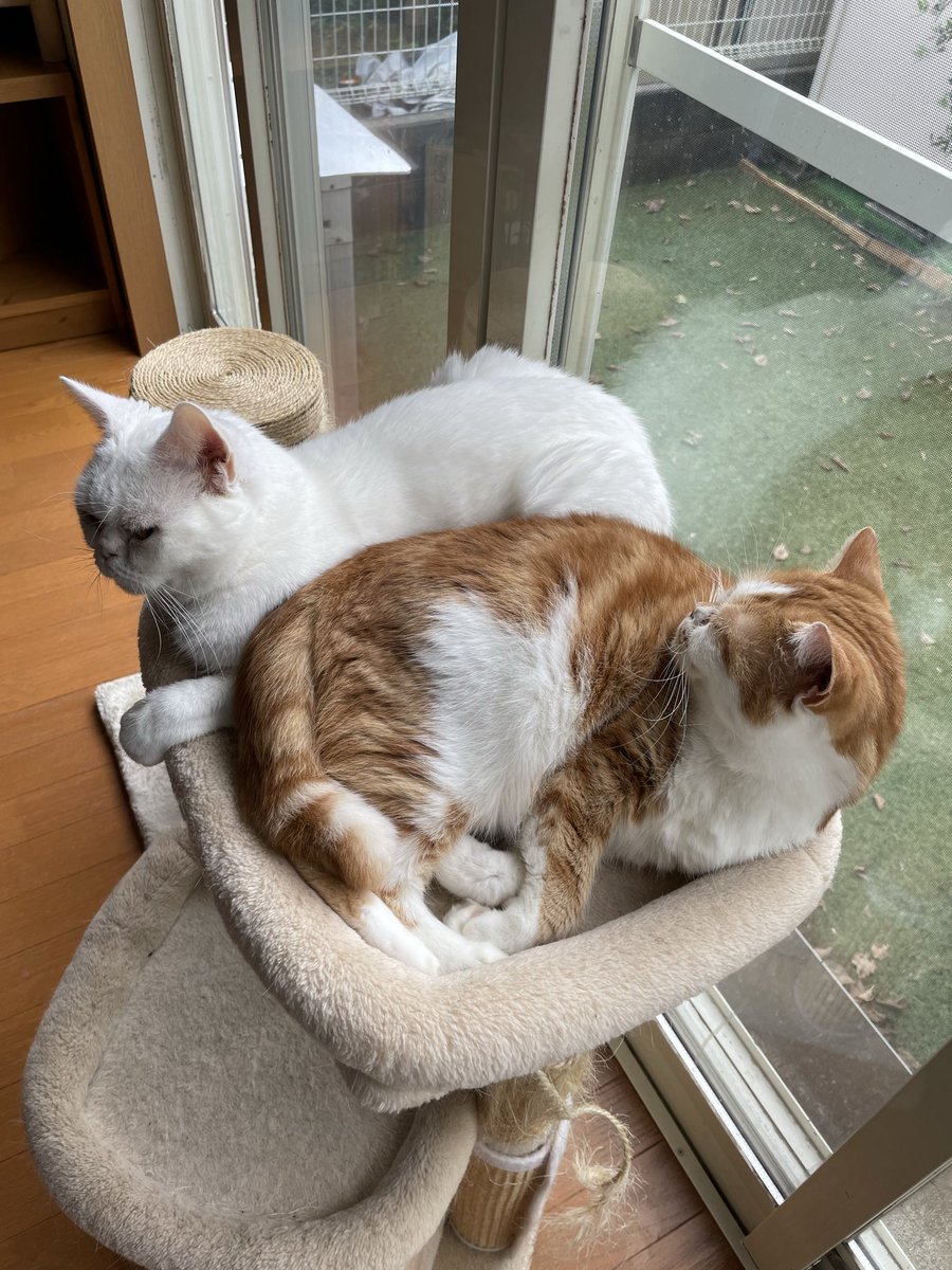 マロンとモンブラン (@tmnr1213) / Posts / X