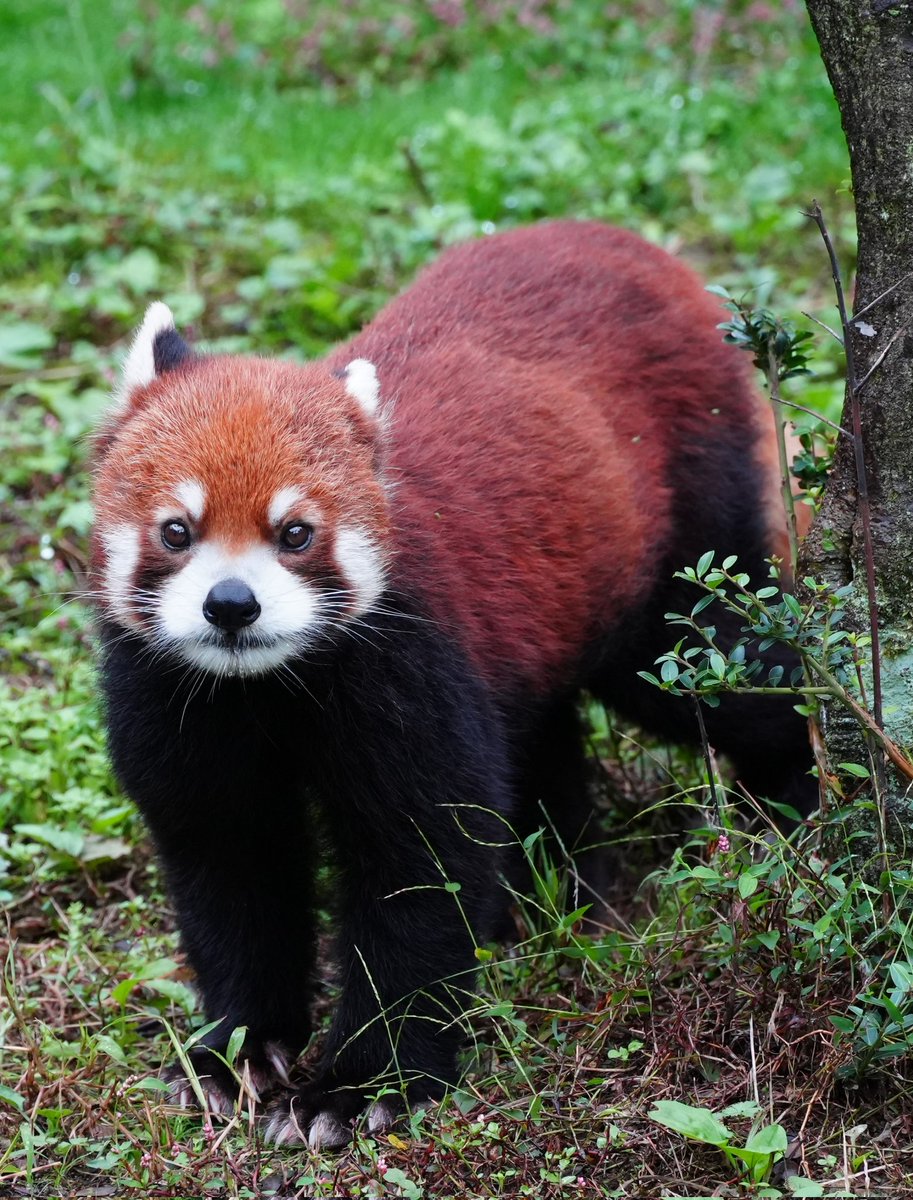 熊猫ページ くまねこパラダイス on X