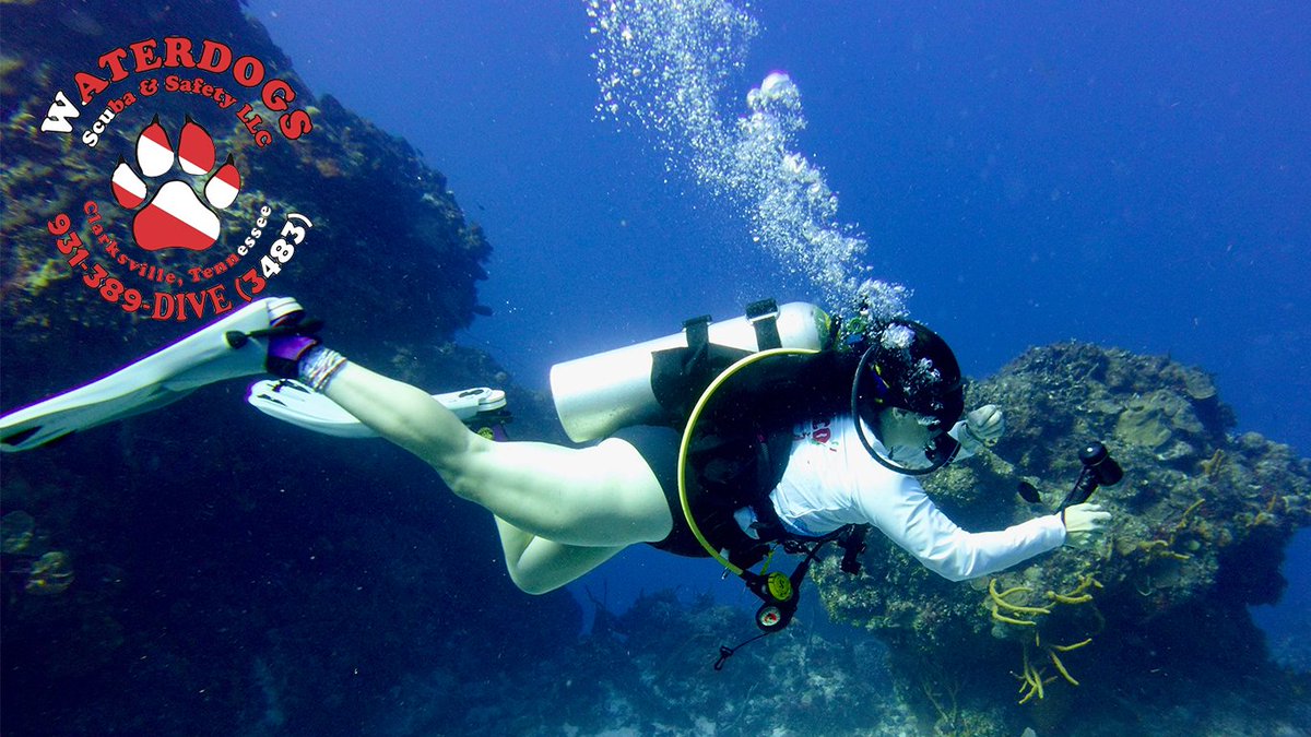 Waterdogs SCUBA tweet media