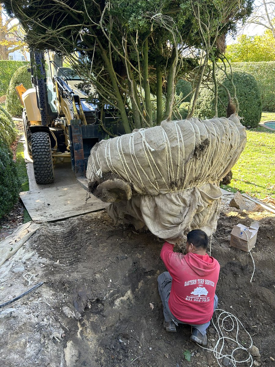 EasternTurfS's tweet photo. Fall transplant work https://t.co/PxQotaDSpG