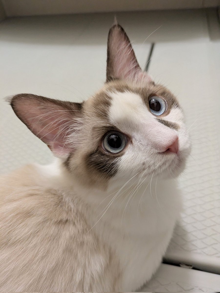 みんにゃ〜😻😻
おはにゃ〜💕💕
ず〜っとお手々伸ばしてるけど✨誰も握手会に来てくれにゃいにゃよ〜😂😂
今日もよろしくにゃねぇ〜🤗🤗💓💓