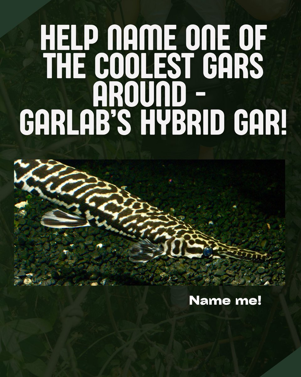 TheGarLab's tweet photo. During Gar Week 2025, between Tuesday and Wednesday, offer your name ideas for the hybrid gar! 

#GarWeek #Conservation #Fisheries #GarLab #FishSciComm #SciComm https://t.co/mbK79HUnQQ