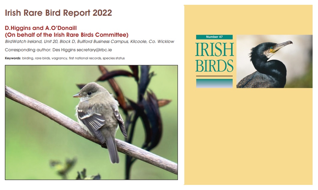2022 Irish Rare Bird Report pdf available on the IRBC website bit.ly/2022IRBR

Hard copy published in Irish Birds, available from BirdWatch Ireland shop bit.ly/IrishBirds47

Allen’s Gallinule, Alder Flycatcher and White-winged Scoter added to the Irish List in 2022.