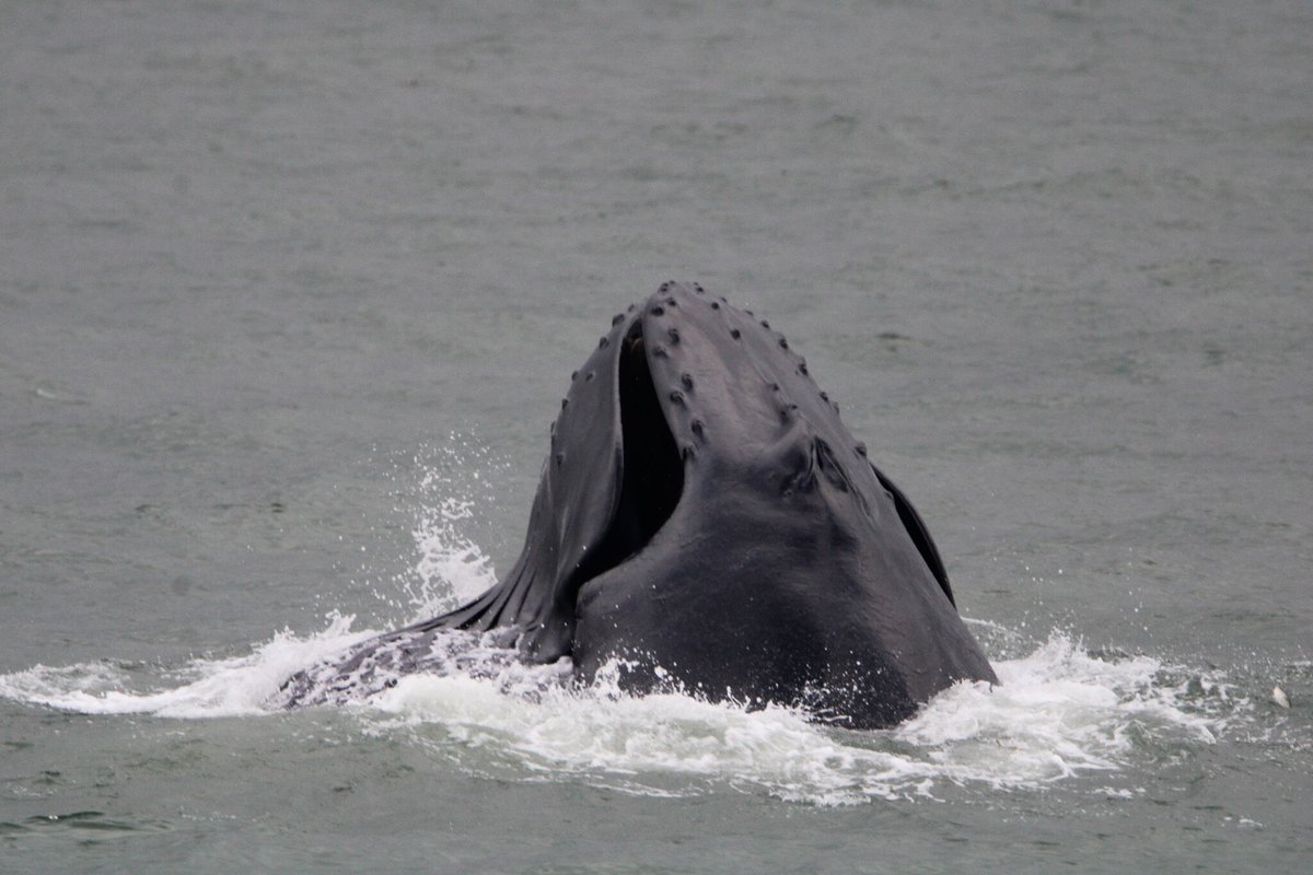 More lunge feeding from this Humpback whale Mother Calf pair. Thank you Naturalist Christina for these amazing photos! 🐋 🐬 

We really think that this mother is teaching her calf to lunge feed on the Atlantic Menhaden (Bunker). 🐟 🐟 🐟 

We are sailing Thursday thru Sunday!