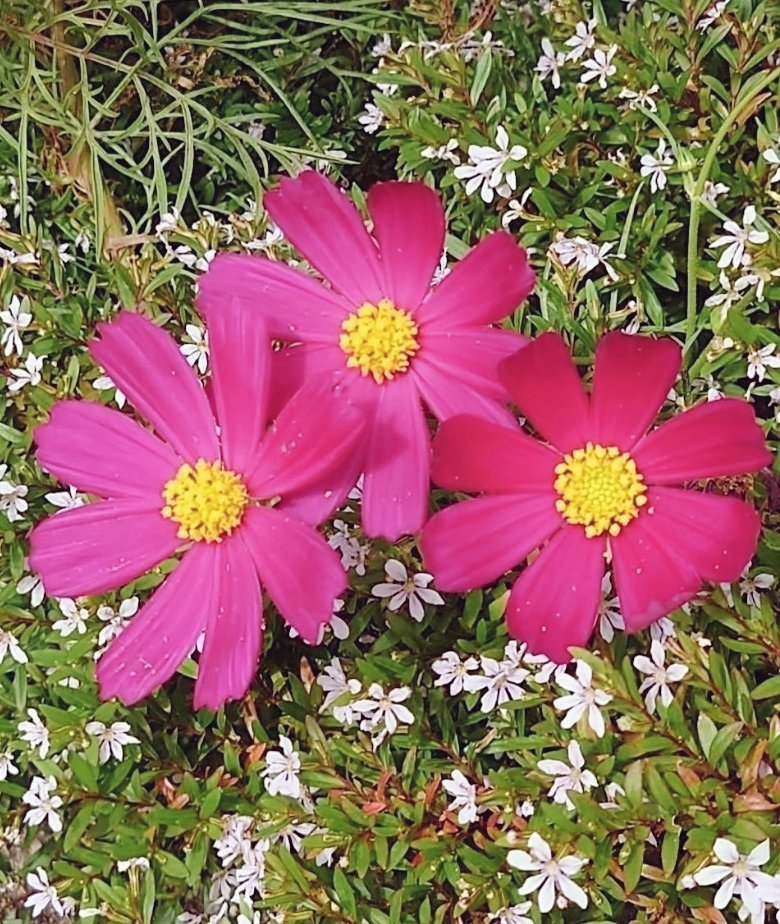 yuzu＊優しい繋がりに感謝です＊💗(⁎ᴗ͈ˬᴗ͈⁎)💗 on X