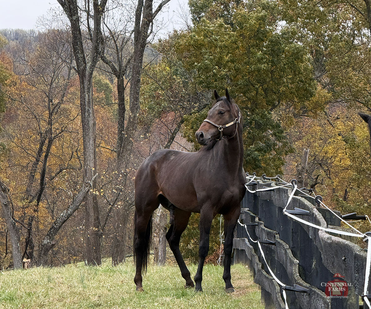 They're not all going to be @breederscup types, or even winners... but all we can do is do the best we can by each individual that we bring in to our lives. As Antiquarian was gearing up at DMR, Icemaker went to his new home. The handsome, kind sophomore will be a field hunter.
