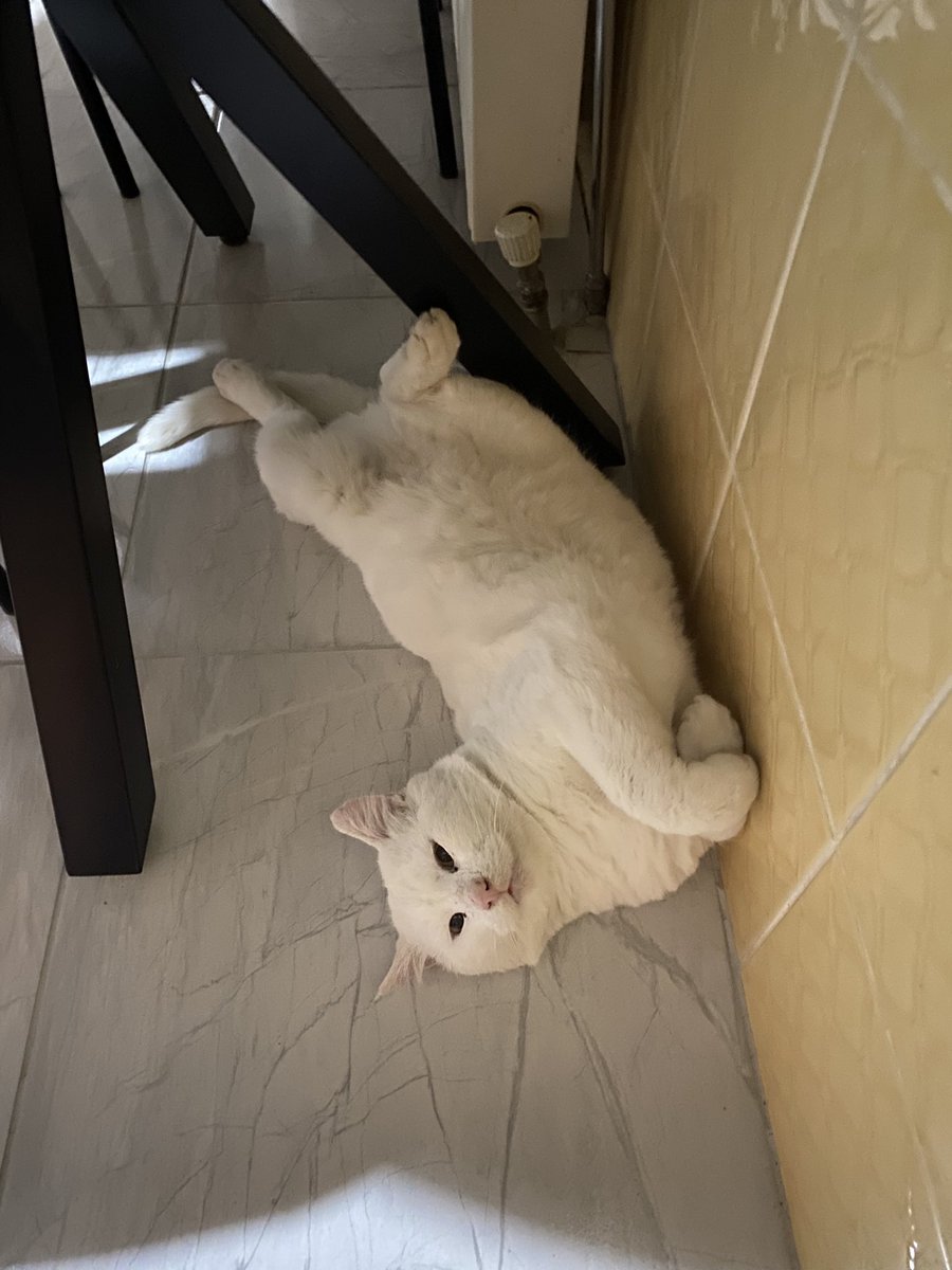 DailyToraman's tweet image. Bu evin kedileri bile böyle yatmıyor ulan kutup ayısı