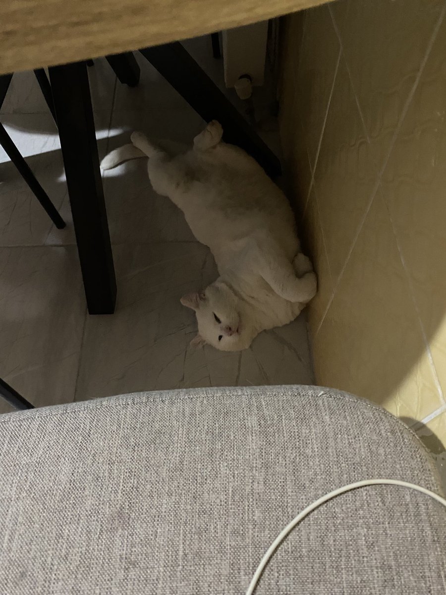 DailyToraman's tweet image. Bu evin kedileri bile böyle yatmıyor ulan kutup ayısı