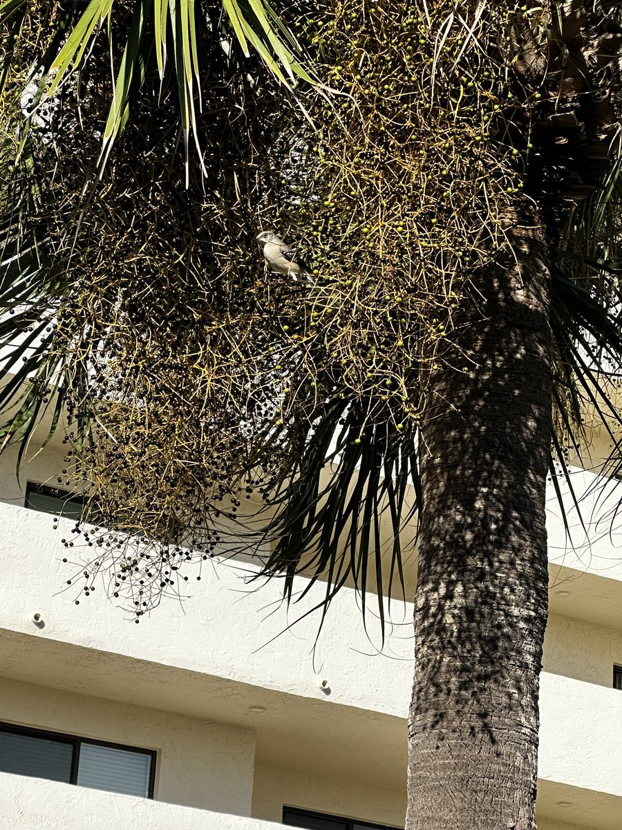 xvermonter61's tweet image. Doggos…no! But momma wants to share some other beautiful creatures! 🥰 #DogsofTwitter #TuesdayThoughts