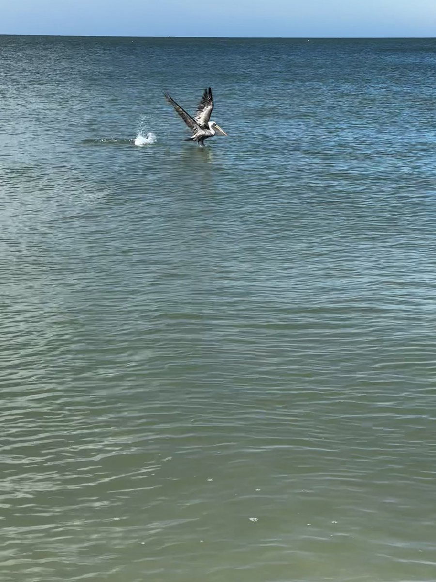 xvermonter61's tweet image. Doggos…no! But momma wants to share some other beautiful creatures! 🥰 #DogsofTwitter #TuesdayThoughts