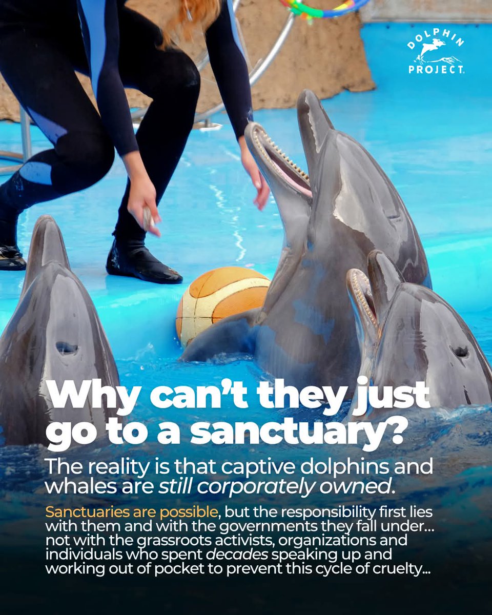 OceanicRescue's tweet photo. Are you ready to help end dolphin and whale captivity?
➡️ TAKE ACTION at: https://t.co/FjxyYHrPrg
#dolphinproject #dolphin #orca #beluga #emptythetanks #animals #thanksbutnotanks #orcas https://t.co/FInPO2RejU