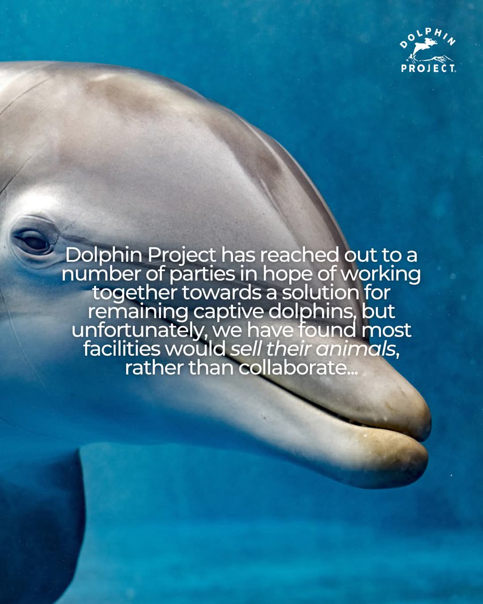 OceanicRescue's tweet photo. Are you ready to help end dolphin and whale captivity?
➡️ TAKE ACTION at: https://t.co/FjxyYHrPrg
#dolphinproject #dolphin #orca #beluga #emptythetanks #animals #thanksbutnotanks #orcas https://t.co/FInPO2RejU