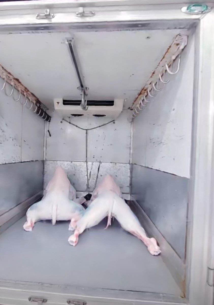 شروق حلي tweet media