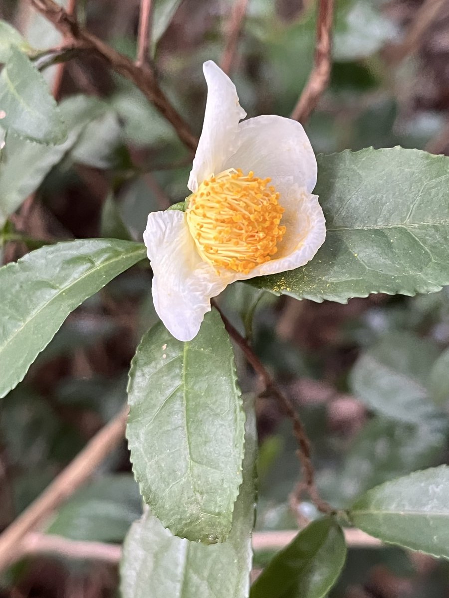 アオモジ 山採り養生中の苗達 アオモジ 山採り養生中の苗達