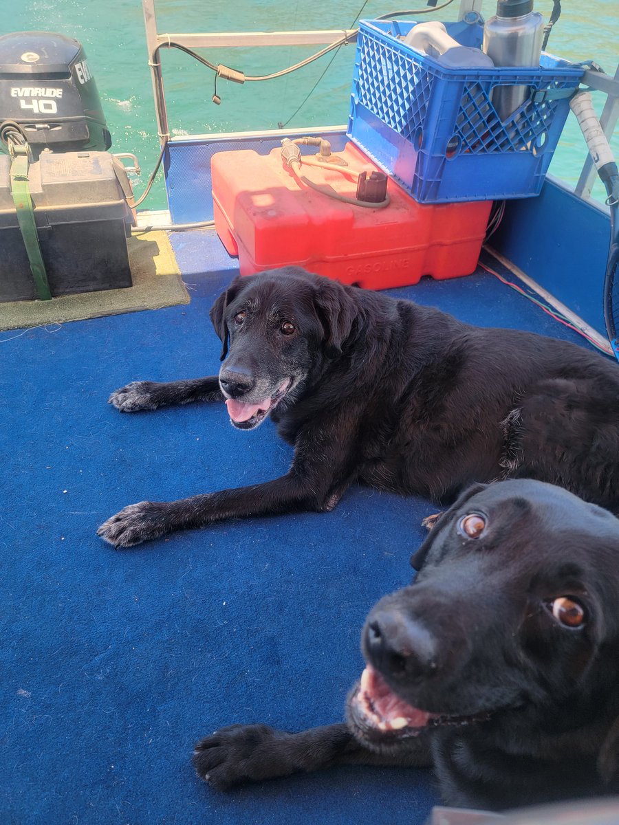 raidirz's tweet photo. @pcarson81 Sorry, Bro.  I thought they would do it this year. How's Miss Molly? Rufus passed recently at 15. I miss him dearly. https://t.co/Aa9BskTEH5