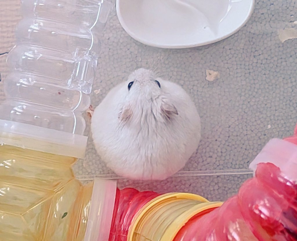 そらまめそらたろう on X